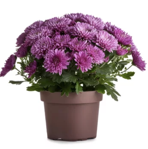 Chrysantheme Mauve