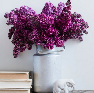 Bouquet de lilas violet