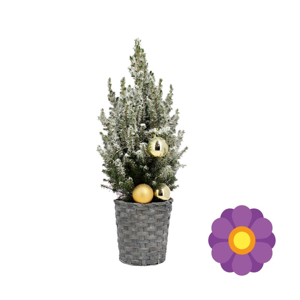 Sapin eneige 65cm